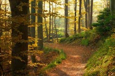 Woodland hacking