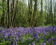 Bluebells